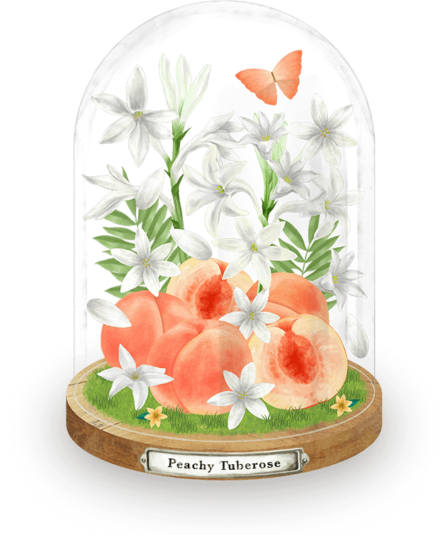 イラスト：ドームに入ったPeachy Tuberoseをイメージした花