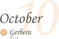 October Gerbera