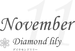 November Diamond lily